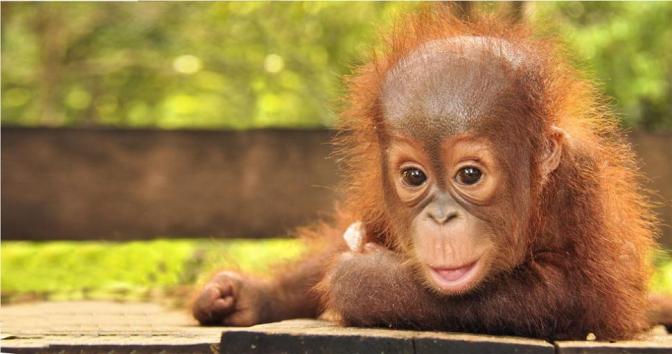 061214012829_populasi-orangutan-di-indonesia-terancam