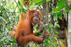 sumatran_orangutan_26249